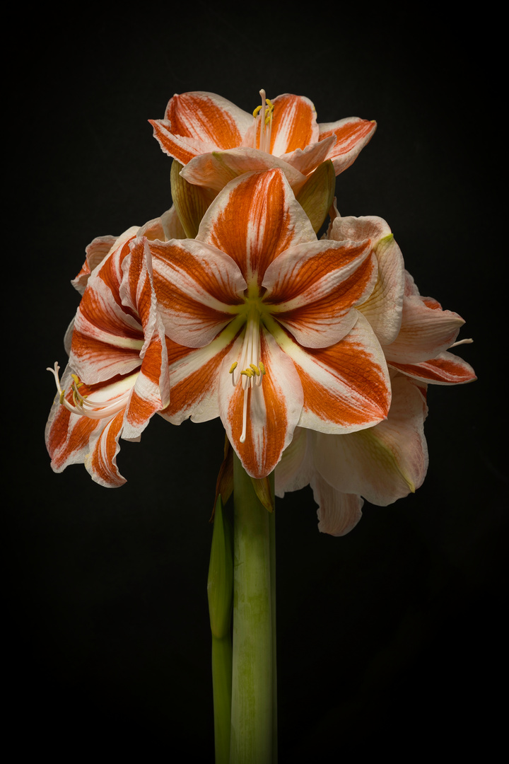 Amaryllis