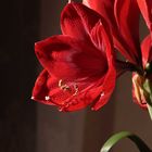 Amaryllis