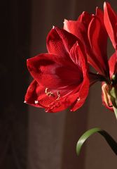 Amaryllis