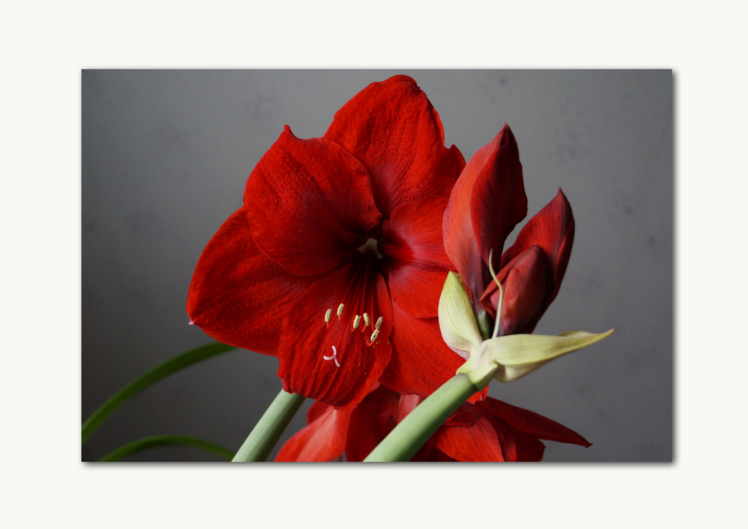 Amaryllis