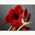 Amaryllis