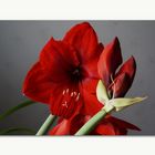 Amaryllis