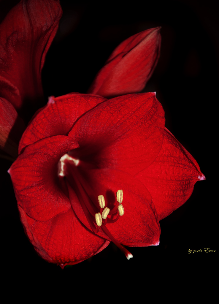 Amaryllis