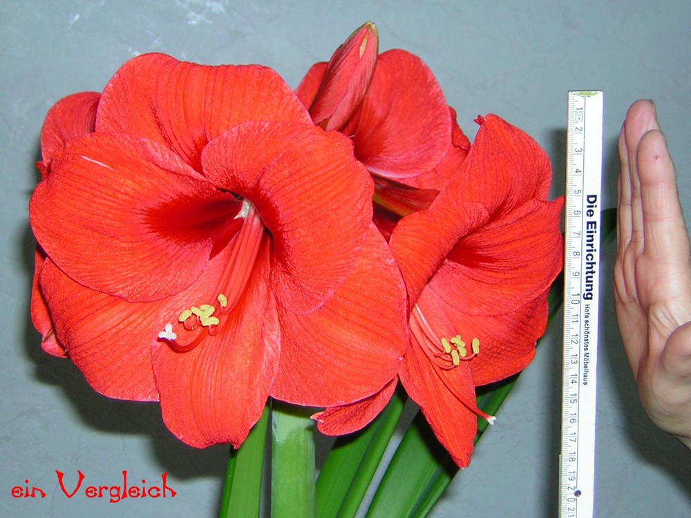 Amaryllis