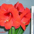 Amaryllis