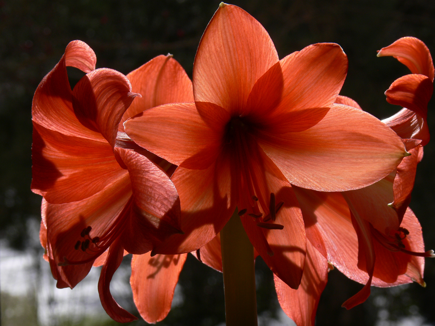 Amaryllis