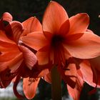 Amaryllis