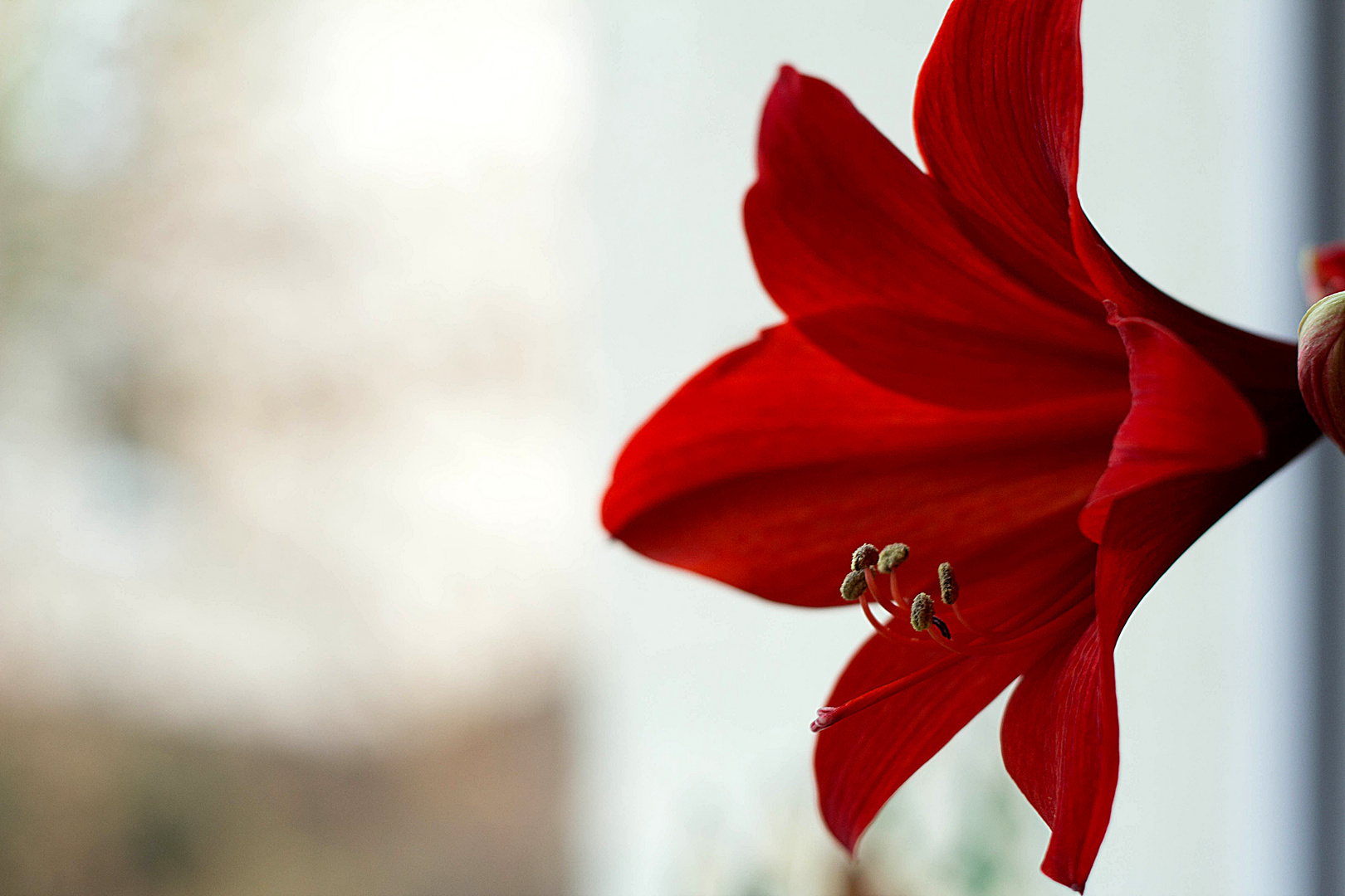 Amaryllis