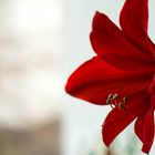 Amaryllis