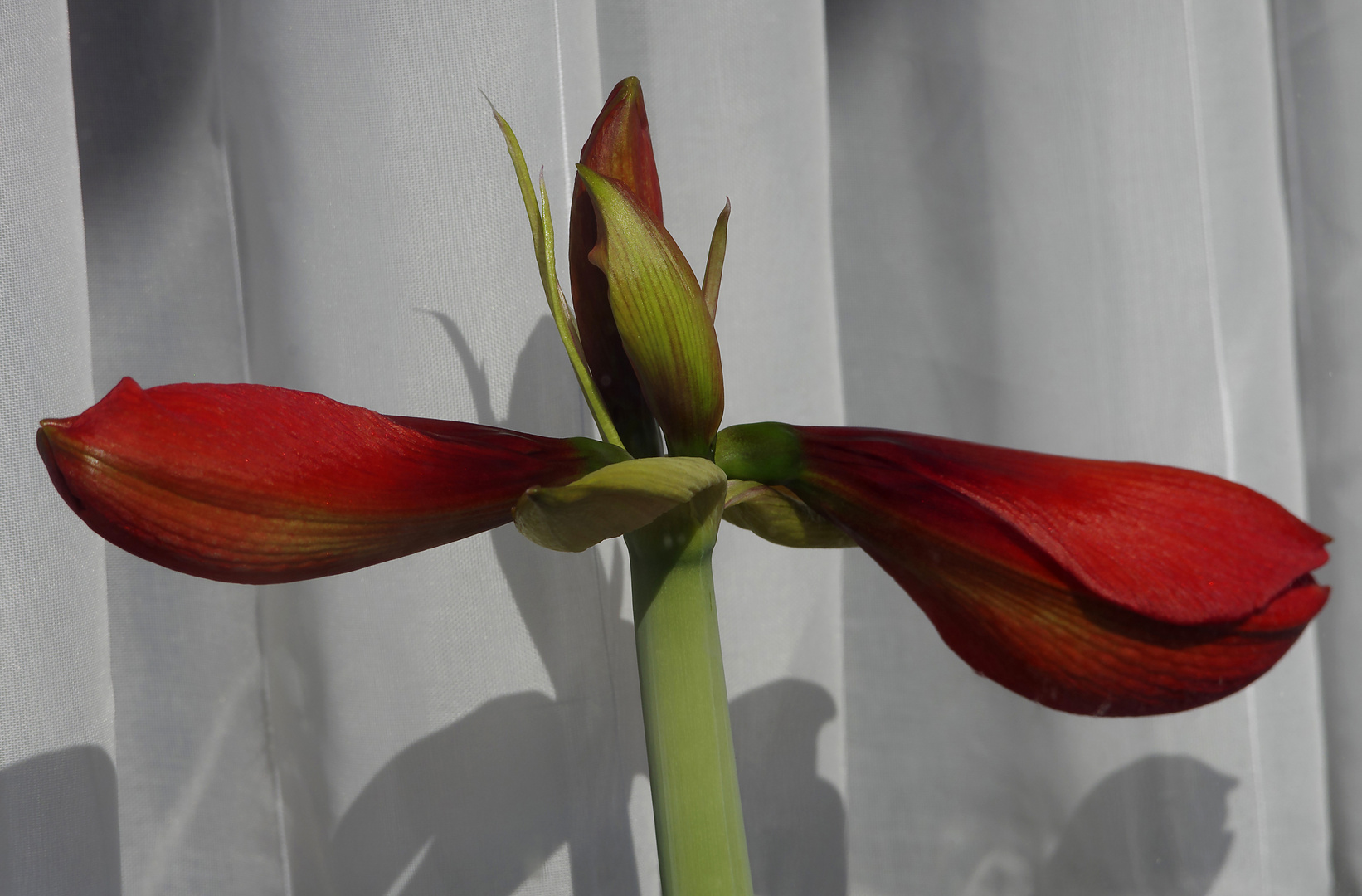 ...Amaryllis