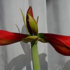 ...Amaryllis