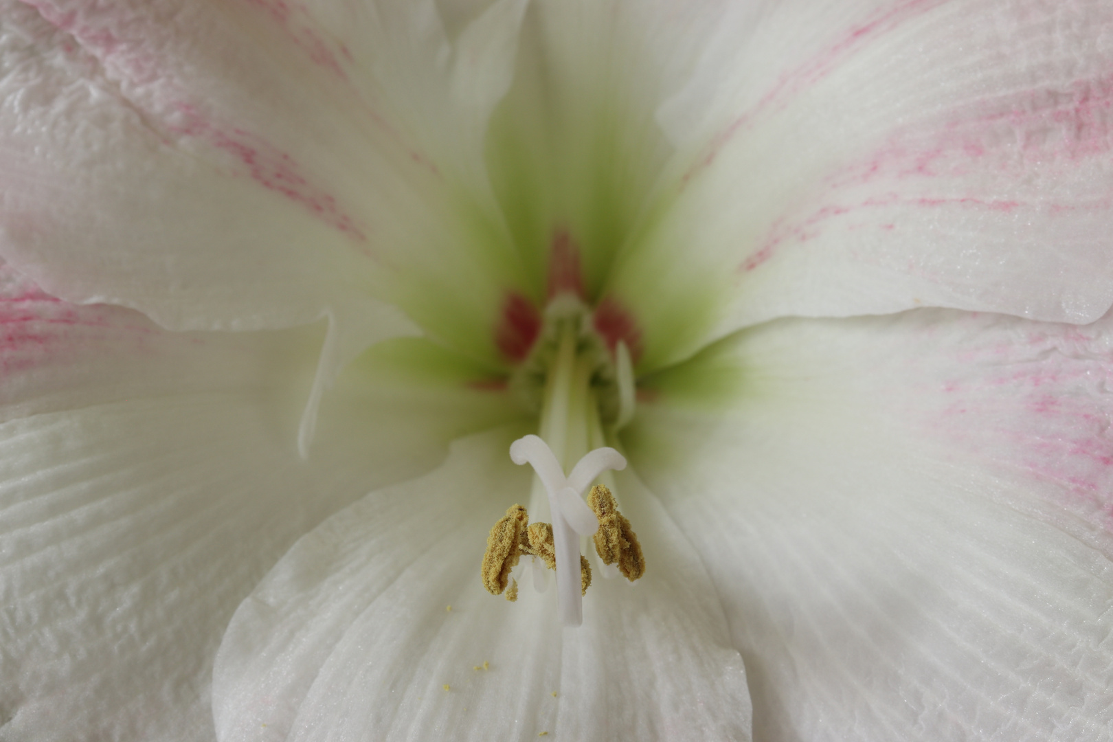 Amaryllis