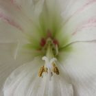 Amaryllis