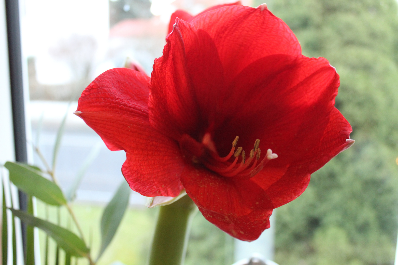 Amaryllis