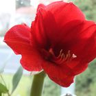 Amaryllis