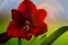 Amaryllis