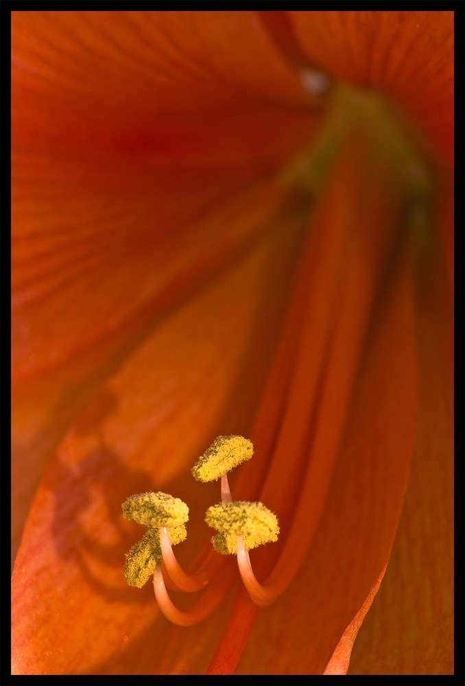 Amaryllis