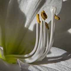 Amaryllis 