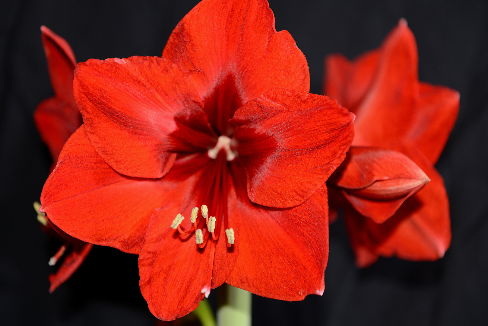 Amaryllis