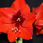 Amaryllis