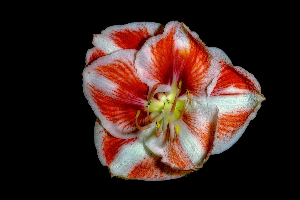 Amaryllis 