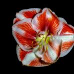 Amaryllis 