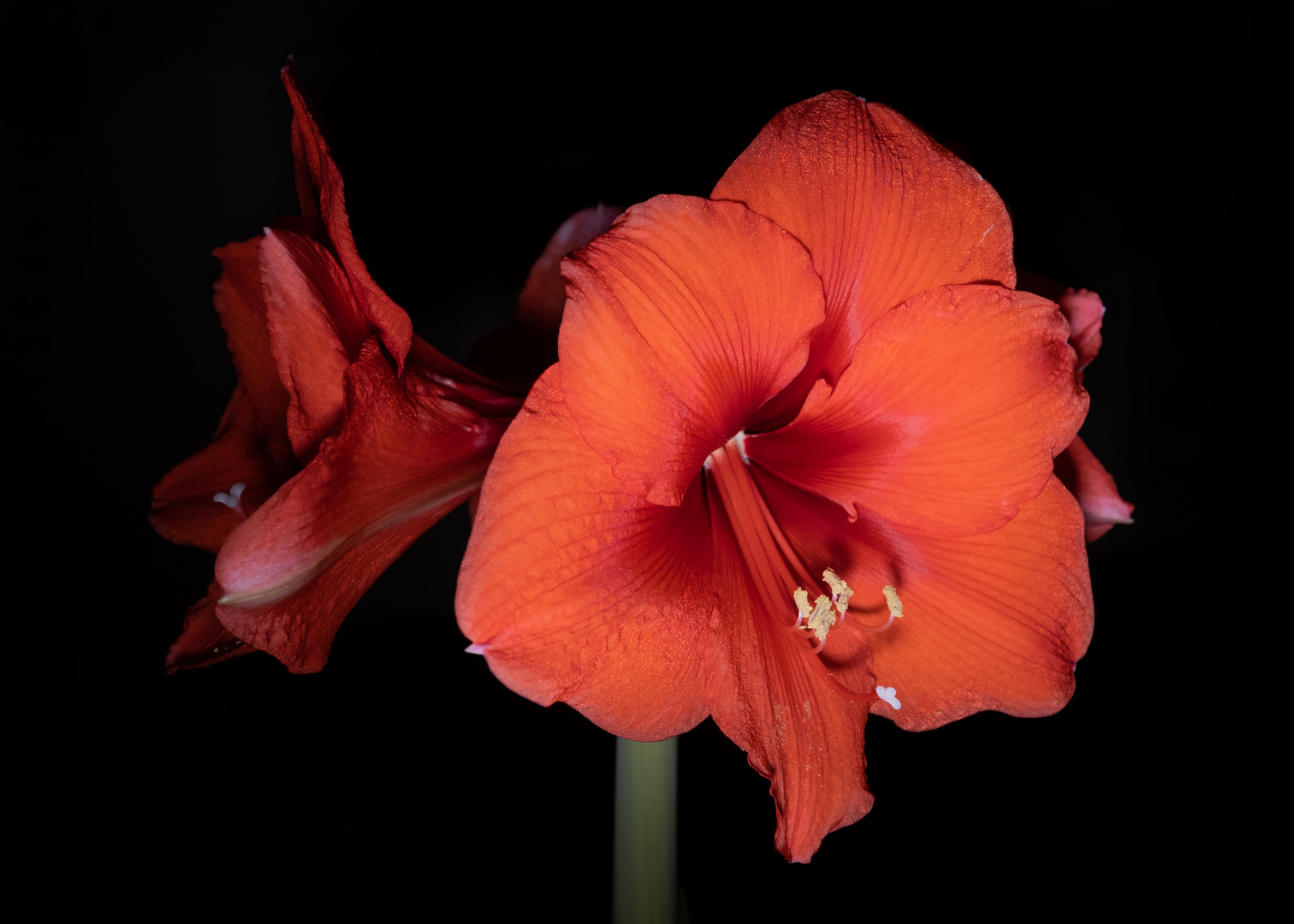 Amaryllis