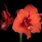 Amaryllis