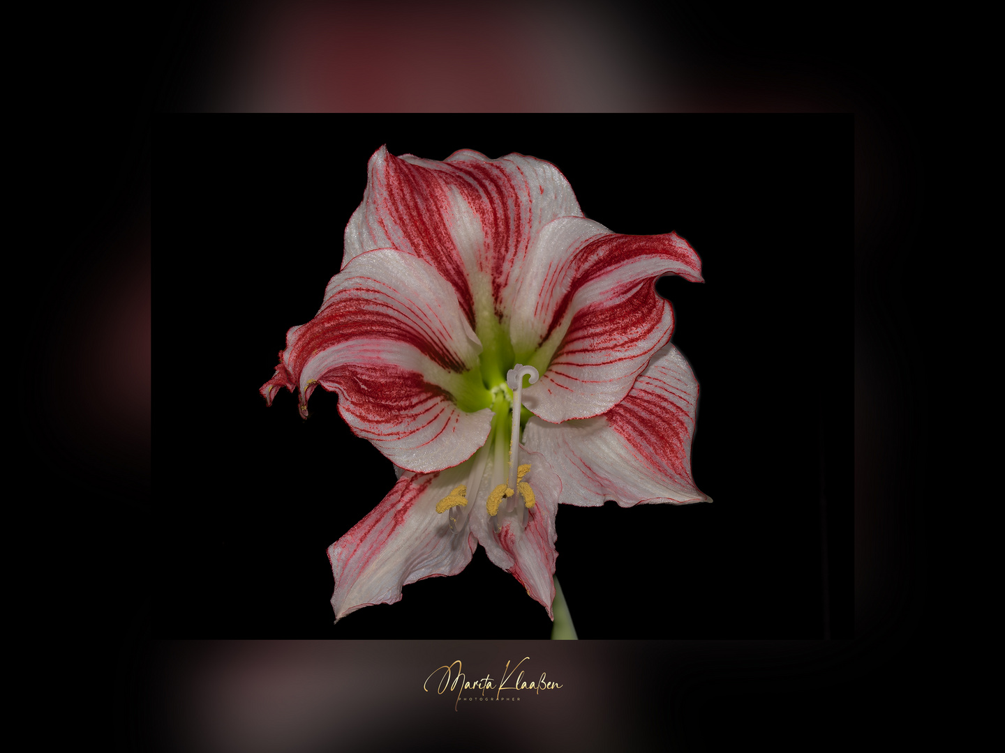 Amaryllis 