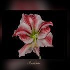 Amaryllis 