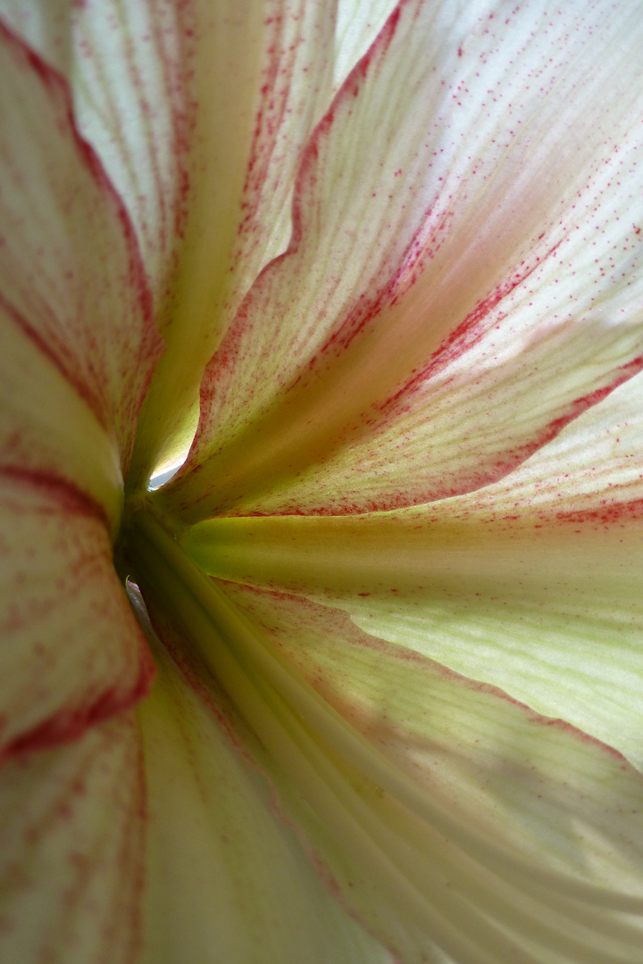 Amaryllis