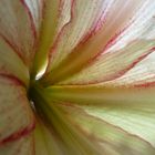 Amaryllis