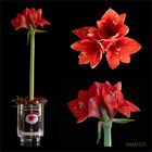 Amaryllis