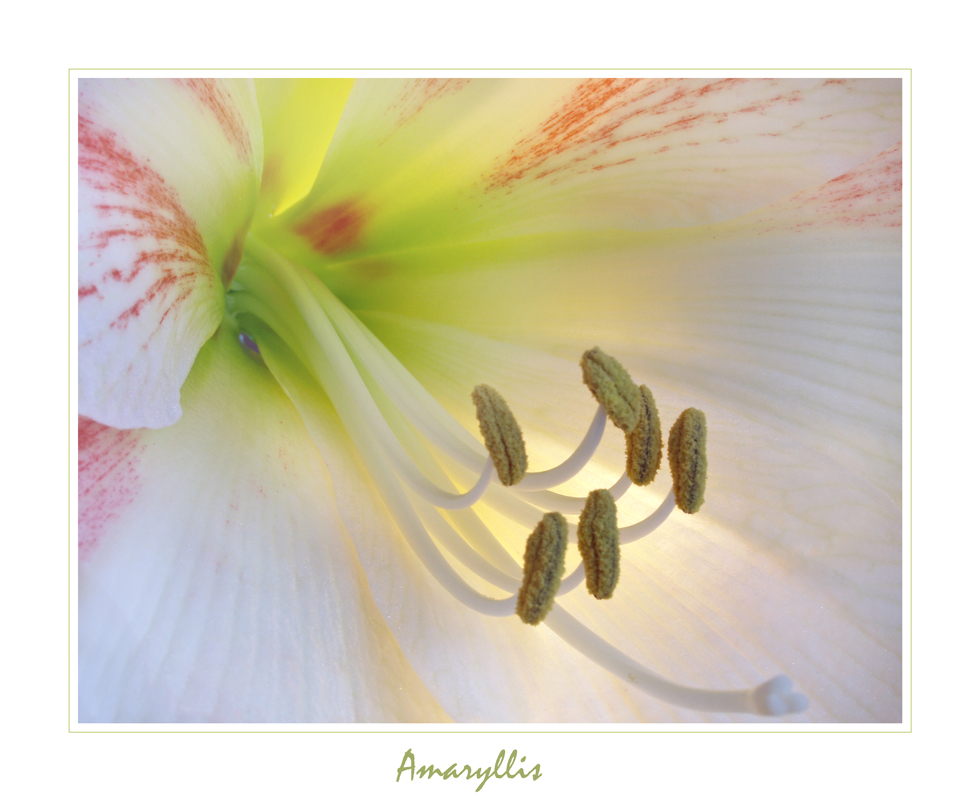 Amaryllis -5 -