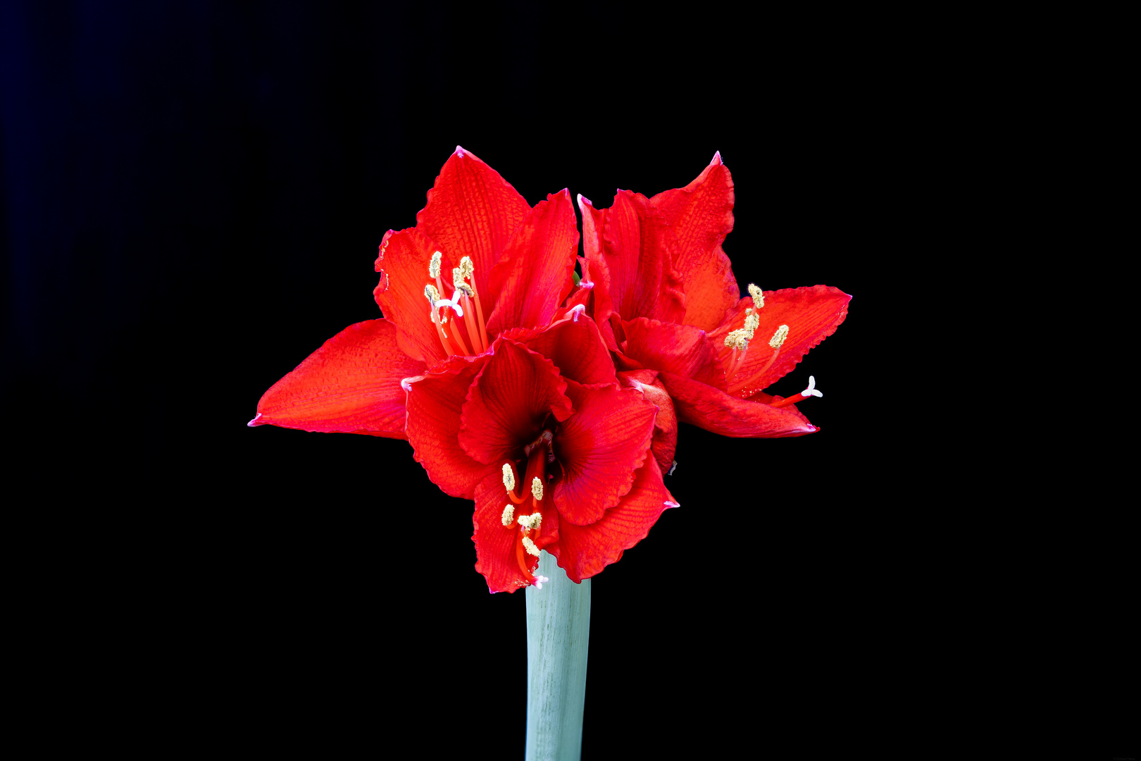 Amaryllis 50