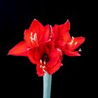 Amaryllis 50