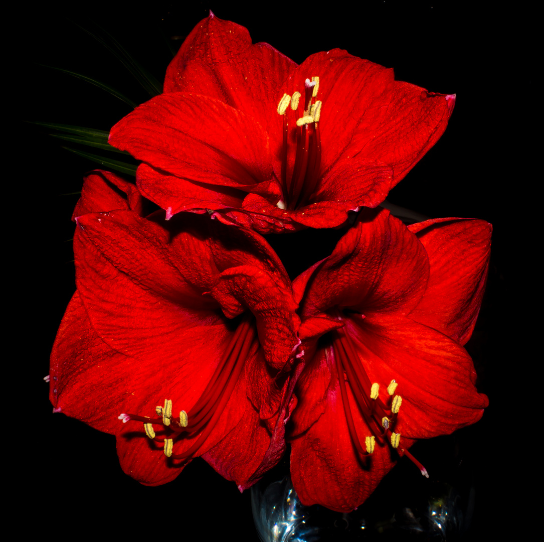 Amaryllis