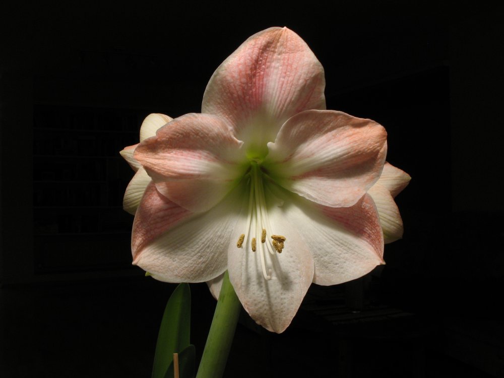 Amaryllis