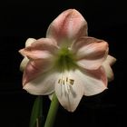 Amaryllis