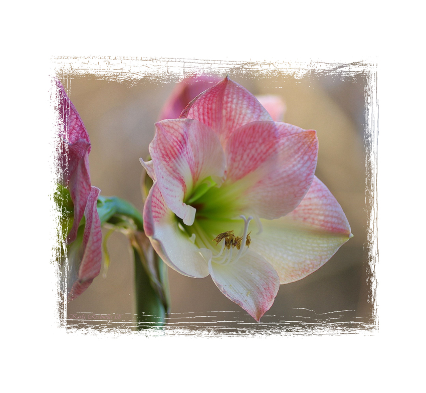 Amaryllis