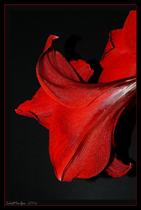 Amaryllis