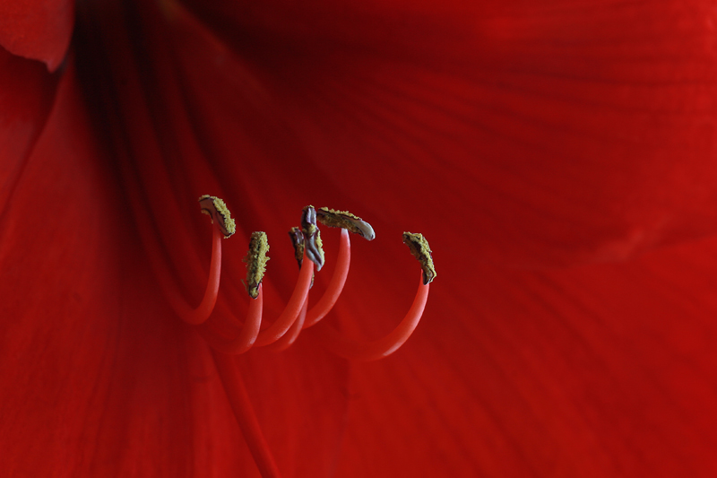 Amaryllis