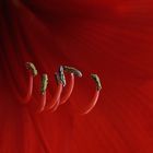 Amaryllis