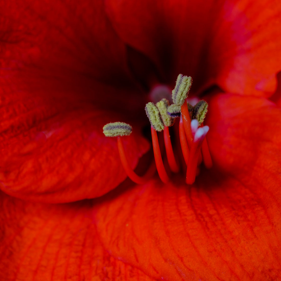 Amaryllis