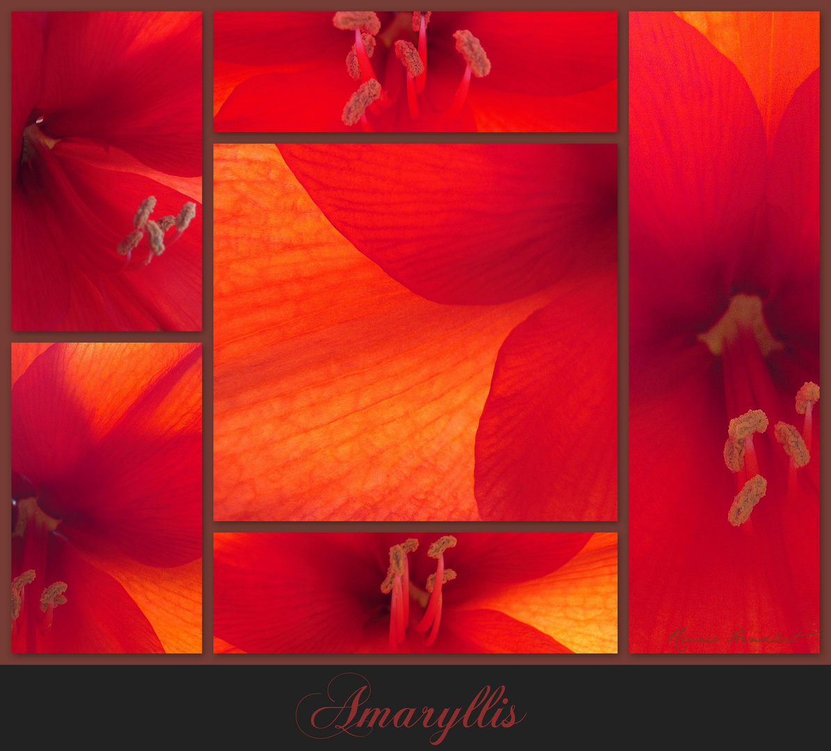 Amaryllis