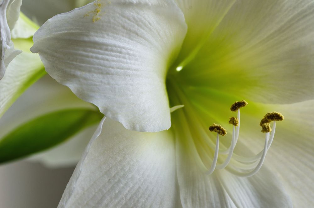 Amaryllis'