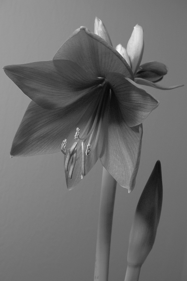 Amaryllis