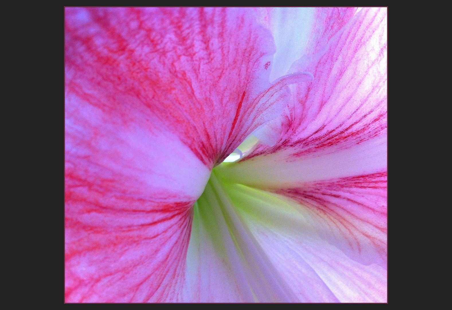 amaryllis