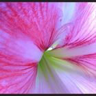 amaryllis