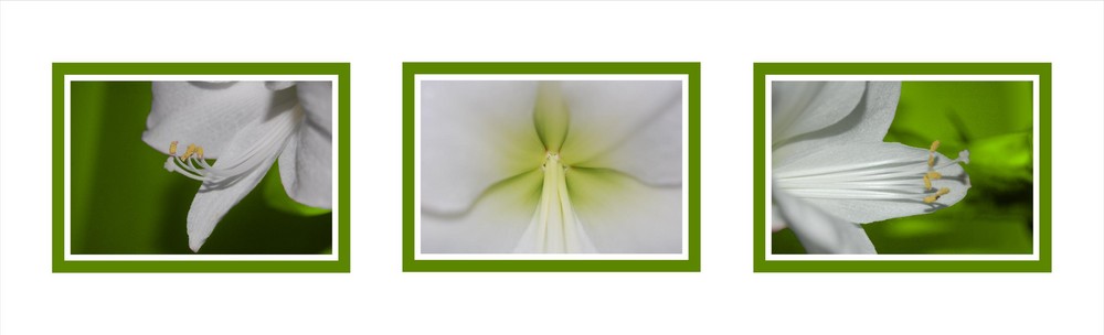 Amaryllis